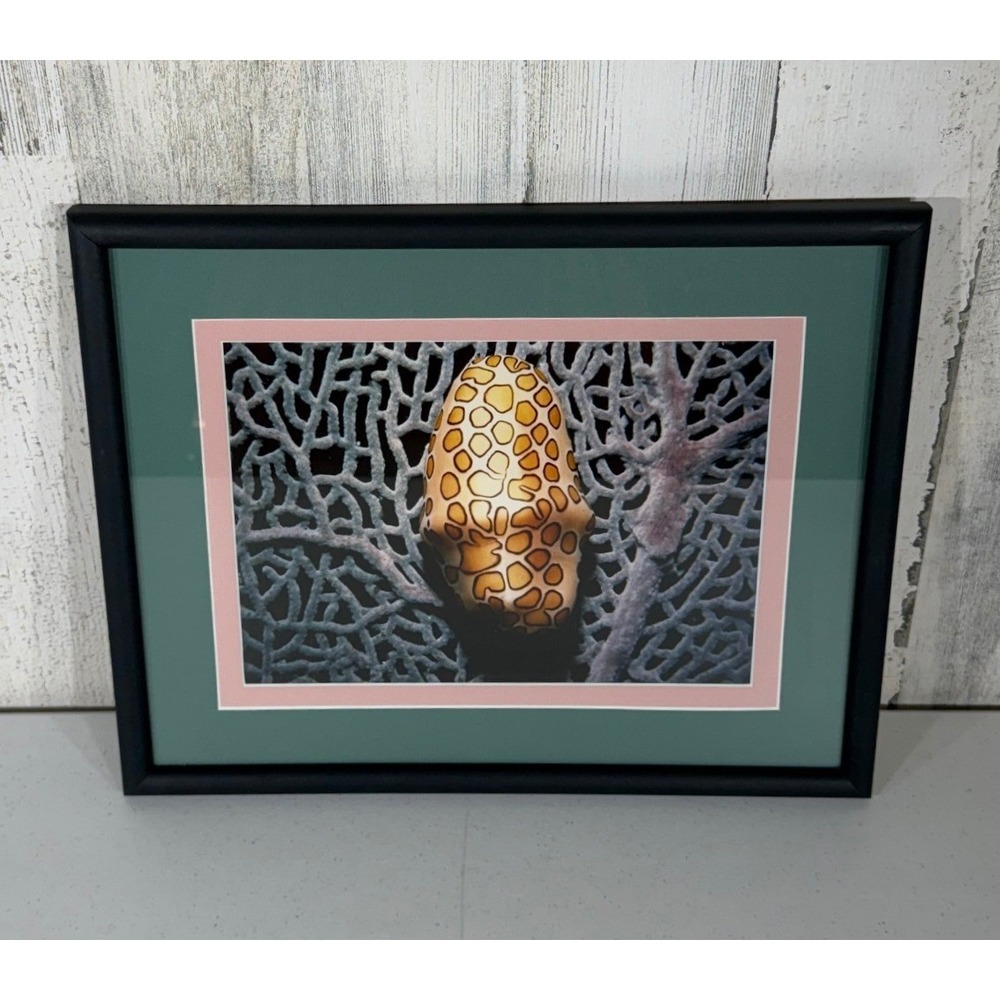 Cyphoma Gibbosum Flamingo Tongue Snail Photo 11x14 Black Framed Jamaica Art